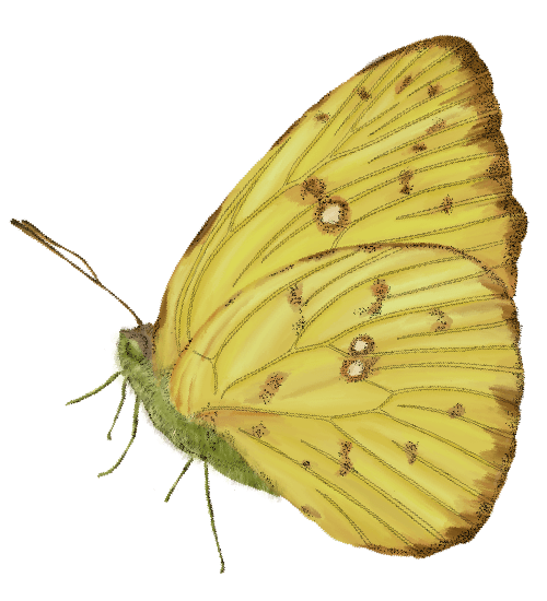 Mariposa